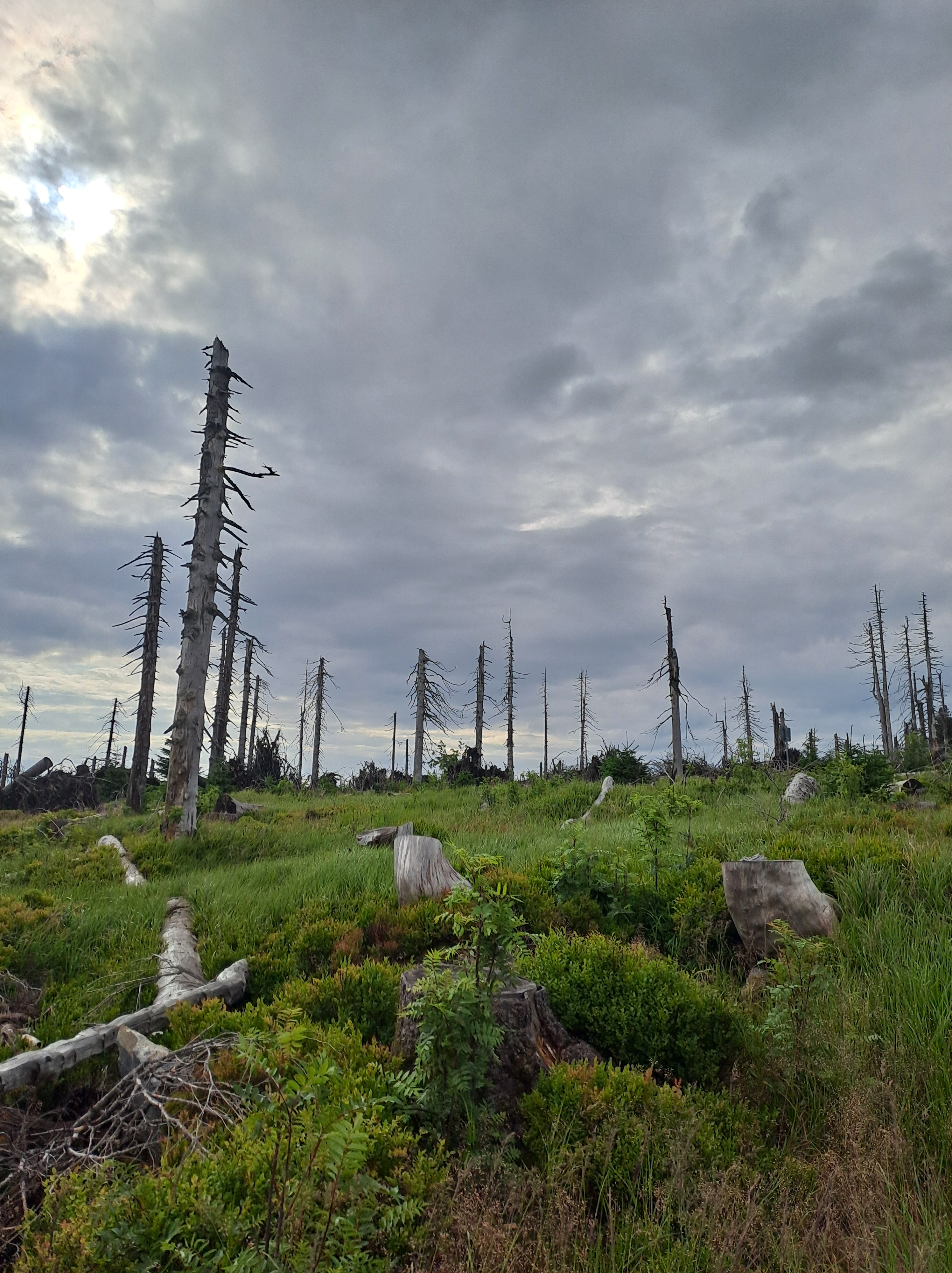 Stinglfelsen, Hochficht, Schönbergfelsen und Reischlberg